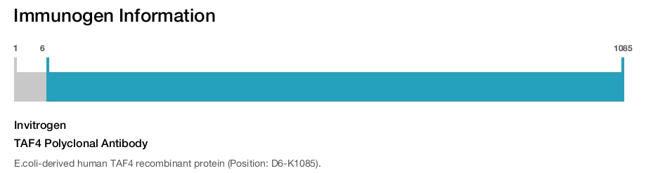 TAF4 Polyclonal Antibody