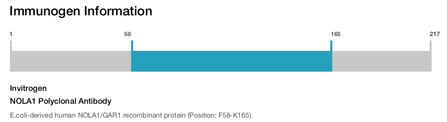 NOLA1 Polyclonal Antibody