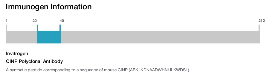 CINP Polyclonal Antibody