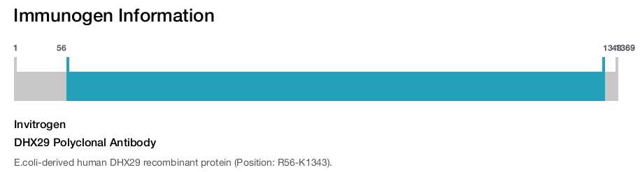 DHX29 Polyclonal Antibody