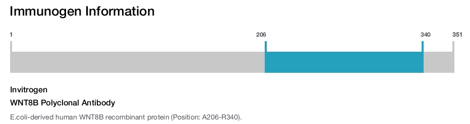WNT8B Polyclonal Antibody