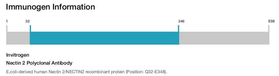 Nectin 2 Polyclonal Antibody