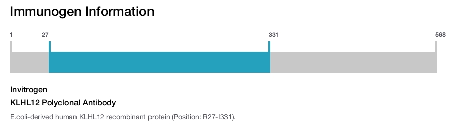 KLHL12 Polyclonal Antibody