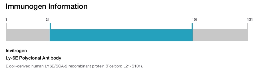 Ly-6E Polyclonal Antibody
