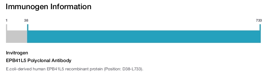 EPB41L5 Polyclonal Antibody