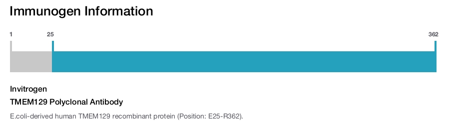 TMEM129 Polyclonal Antibody
