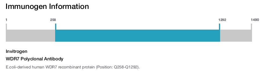 WDR7 Polyclonal Antibody