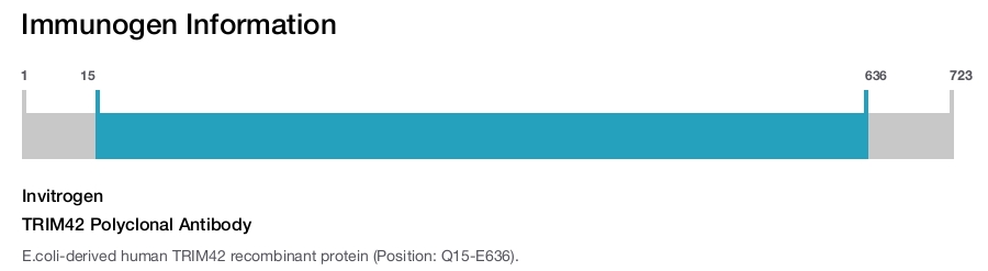 TRIM42 Polyclonal Antibody