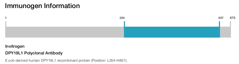 DPY19L1 Polyclonal Antibody