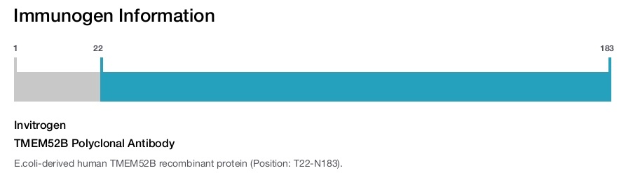 TMEM52B Polyclonal Antibody