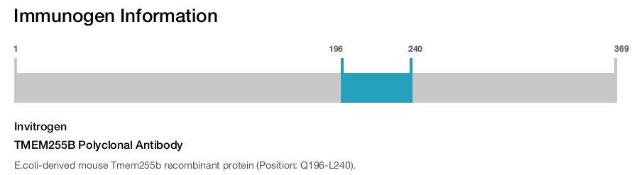 TMEM255B Polyclonal Antibody