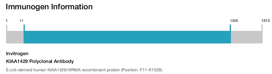 KIAA1429 Polyclonal Antibody