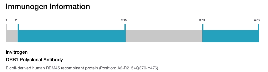 DRB1 Polyclonal Antibody