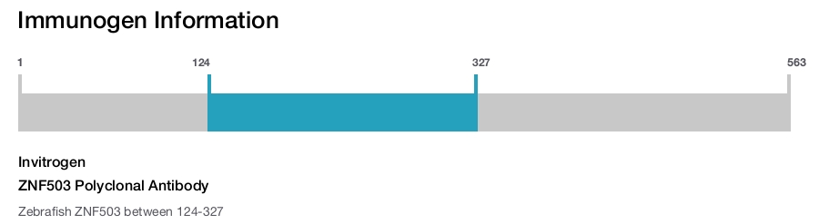 ZNF503 Polyclonal Antibody