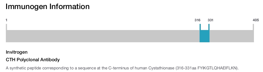CTH Polyclonal Antibody