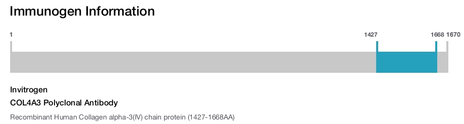 COL4A3 Polyclonal Antibody