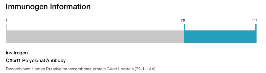 CXorf1 Polyclonal Antibody