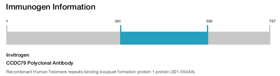 CCDC79 Polyclonal Antibody