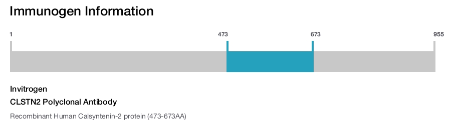 CLSTN2 Polyclonal Antibody