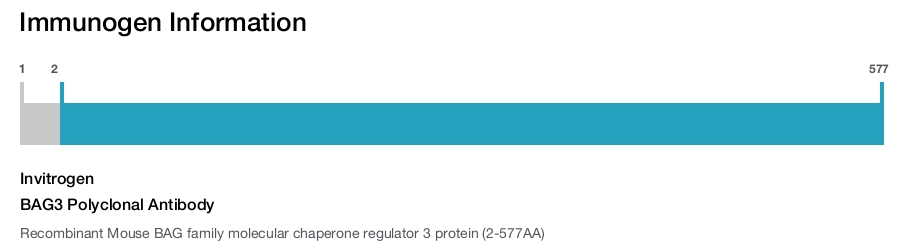 BAG3 Polyclonal Antibody
