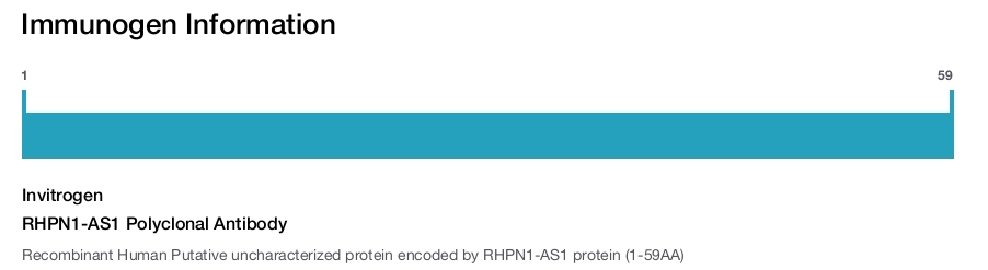 RHPN1-AS1 Polyclonal Antibody