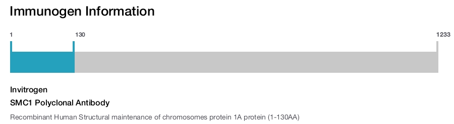 SMC1 Polyclonal Antibody