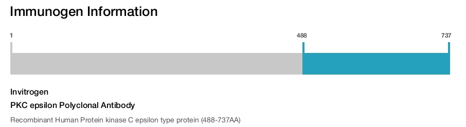 PKC epsilon Polyclonal Antibody