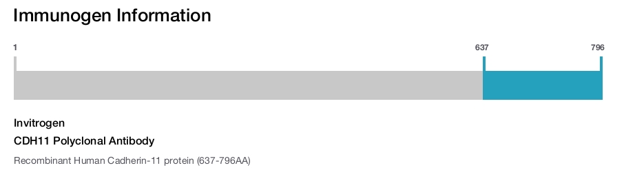 CDH11 Polyclonal Antibody