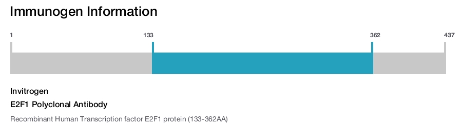 E2F1 Polyclonal Antibody