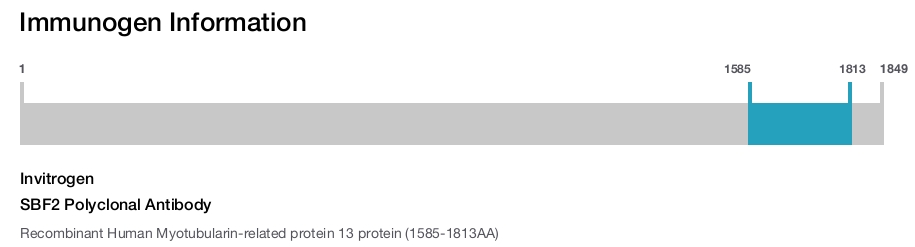 SBF2 Polyclonal Antibody