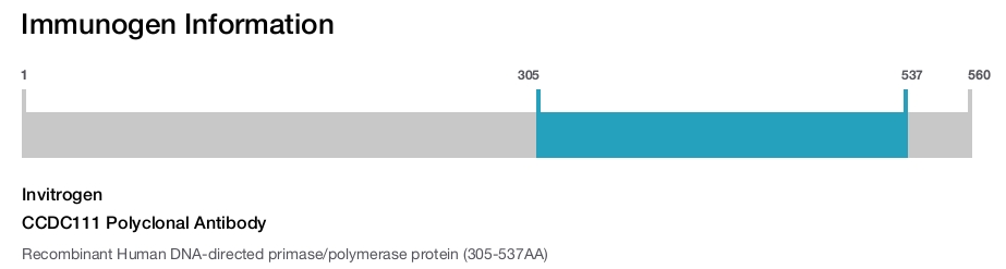 CCDC111 Polyclonal Antibody