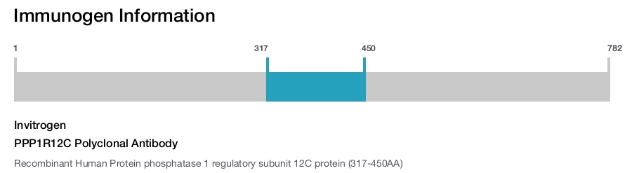PPP1R12C Polyclonal Antibody