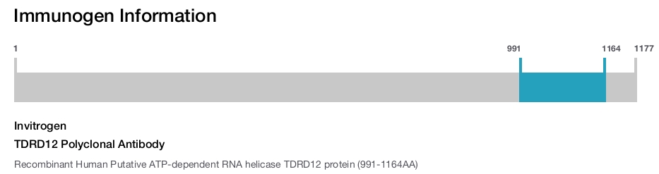 TDRD12 Polyclonal Antibody