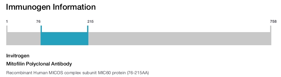 Mitofilin Polyclonal Antibody