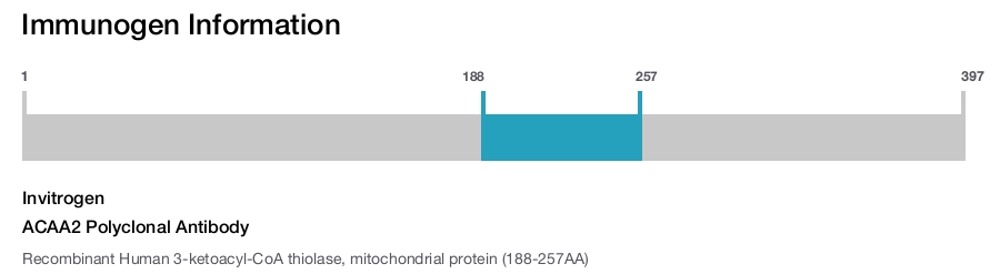 ACAA2 Polyclonal Antibody