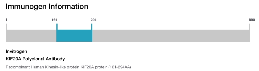 KIF20A Polyclonal Antibody