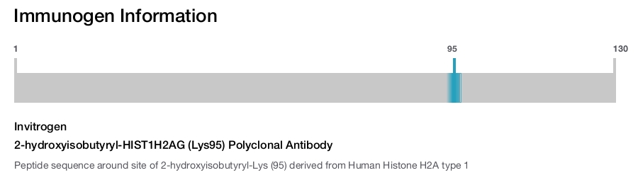 2-hydroxyisobutyryl-HIST1H2AG (Lys95) Polyclonal Antibody