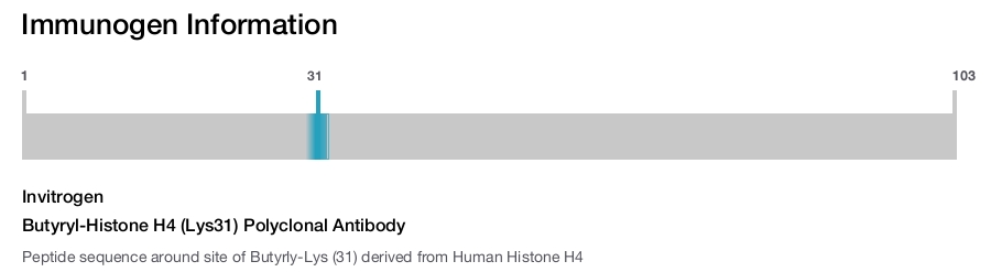 Butyryl-Histone H4 (Lys31) Polyclonal Antibody