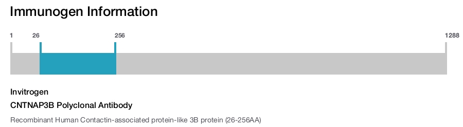 CNTNAP3B Polyclonal Antibody