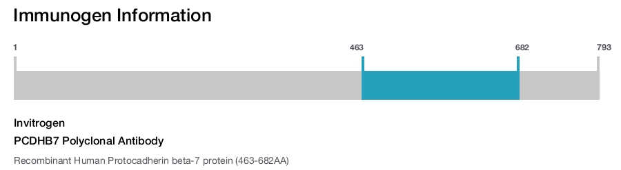 PCDHB7 Polyclonal Antibody