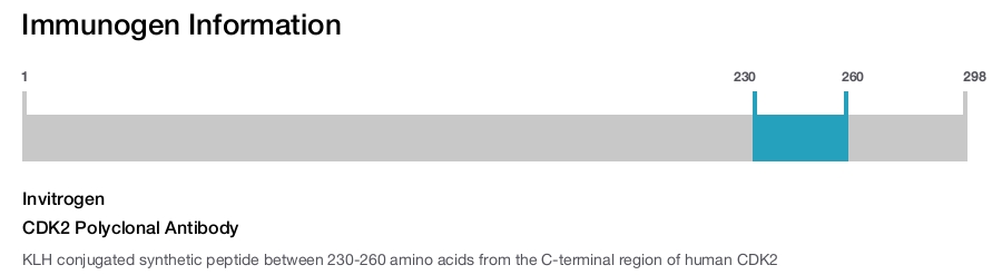 CDK2 Polyclonal Antibody