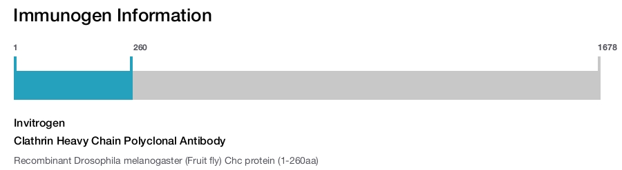 Clathrin Heavy Chain Polyclonal Antibody