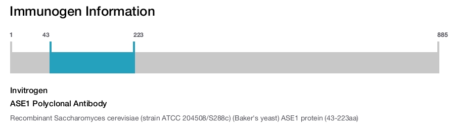 ASE1 Polyclonal Antibody