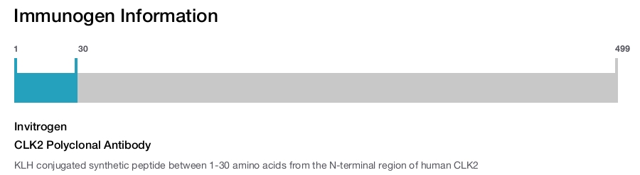 CLK2 Polyclonal Antibody
