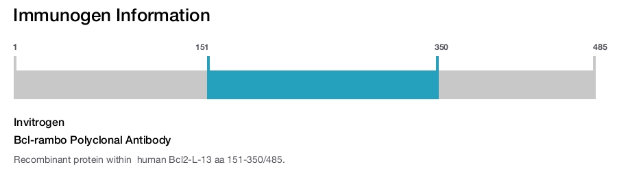 Bcl-rambo Polyclonal Antibody