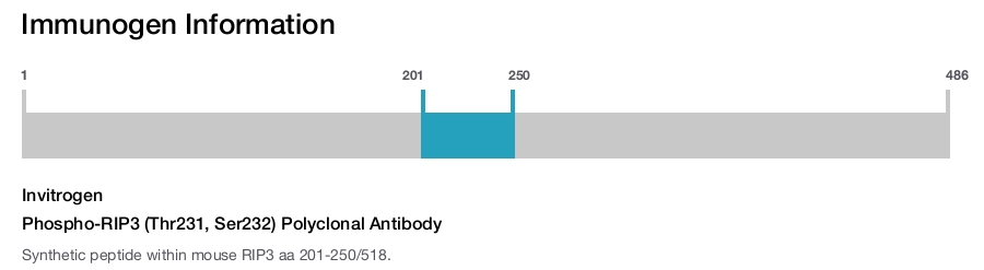 Phospho-RIP3 (Thr231, Ser232) Polyclonal Antibody