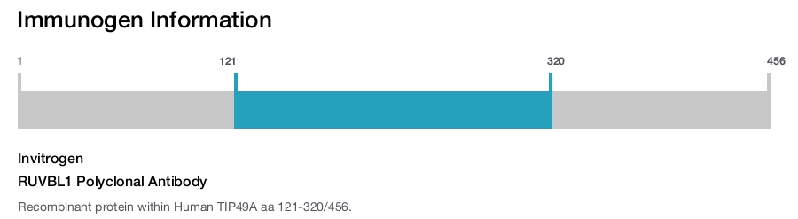 RUVBL1 Polyclonal Antibody