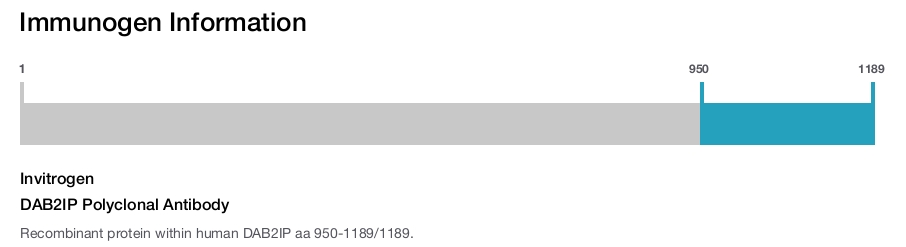 DAB2IP Polyclonal Antibody