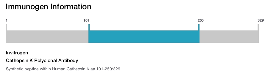 Cathepsin K Polyclonal Antibody