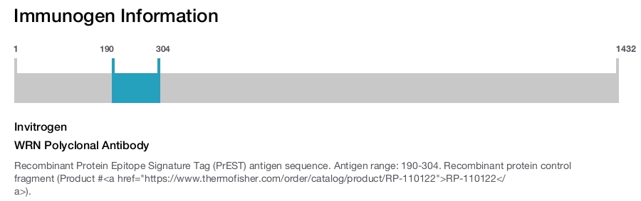 WRN Polyclonal Antibody